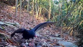 Turkey Vulture super close-up Audio/Video!