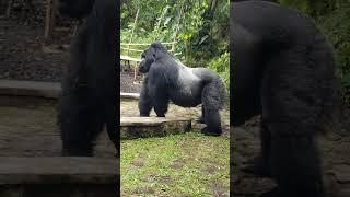 Gorilla visit