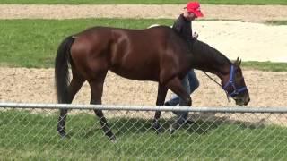 Australian Thoroughbred Bloodstock - Racehorse Shares & Syndications