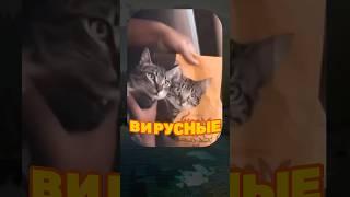 ВИРУСНЫЕ ВИДЕО / Кот или собака?