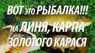 ЛОВЛЯ ЛИНЯ, КАРПА, ЗОЛОТОГО КАРАСЯ С БЕРЕГА. РЫБАЛКА НА ОЗЕРЕ НА КРУПНУЮ РЫБУ