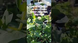 Easy to grow bouquet filler or nice annual. #flower #gardening #bouquet #garden