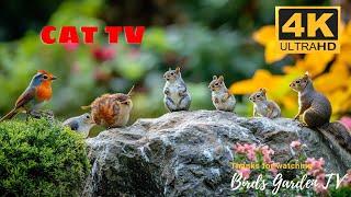  24/7 LIVE: Cat TV for Cats to Watch  Cute Birds Squirrels and A Pumpkin 4K HDR