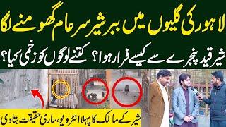 Lion in Lahore Streets | Lahore Main Sher Sar-e-Aam Ghomnay Lga | Dastak TV