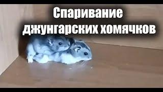 Как спариваются джунгарские хомяки