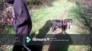 Dog Walk april 6th 2019 VLOG