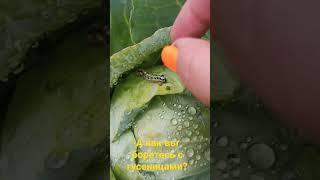 Как избавиться от гусениц