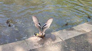 Mallard Duck attempting to mate with Mother Hen