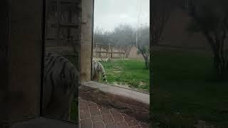 Top Visiting Zoo At Al Ain Abu Dhabi In UAE | RS Dhami | Ram Lion | Social Awareness