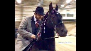 BillyGoBoy.Com  - "We're Winning - They're Losing" - Tunica (MS) "Big Lick" Horse Show