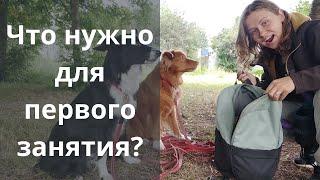 Как подготовиться к занятию с кинологом? С чего начать дрессировку собаки? Дрессировка собак, Казань