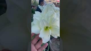 AMARYLLIS #Alfresco #Gaint size Amaryllis flower 