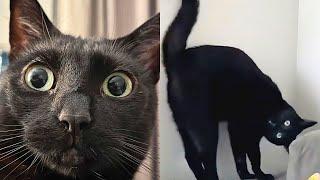 Black Cat Is Obsessed With Scaring Mom 