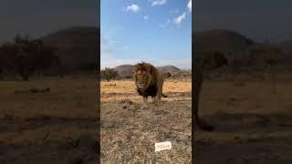 Animal lover  Lion Lovers