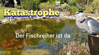 Der Fischreiher ist wieder da