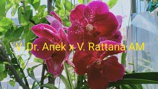 MyCollection #6 : V. Dr Anek x V. Rattana AM