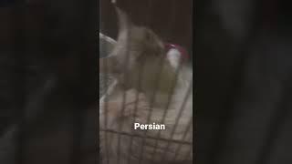 The evil persian