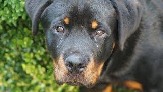 Hundeerziehung, Rottweiler 8 Monate, Übungen beim Spaziergang