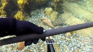 Lofoten mussels