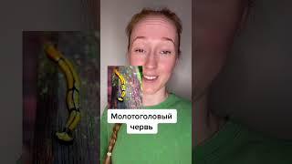 Молотоголовый червь