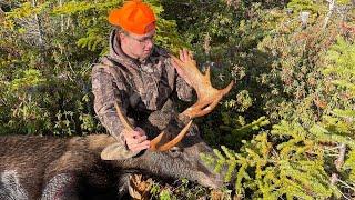 Bull Moose Down ! Newfoundland moose hunt