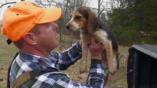 Training Checkers - Getting a Beagle Puppy Ready for Rabbit Season