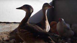 Young Mandarin Ducks