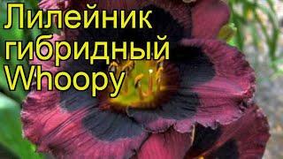 Лилейник гибридный Вуупи. Краткий обзор, описание характеристик hemerocallis Whoopy