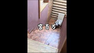 為什麼宮百萬會被人稱為肺霧#宮百萬 #神奇動物在抖音 #動物解說
