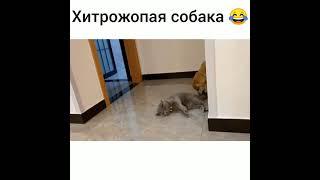 Хитрожопая Собака #shorts