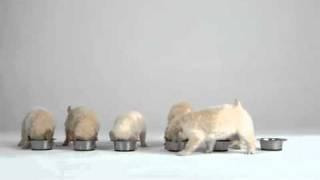 Assistance Dogs "Puppies for Everyone" TVC - AdNews