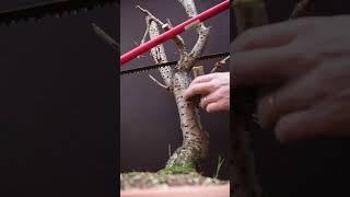 Starting a bonsai is Easy: Remove all that is not bonsai