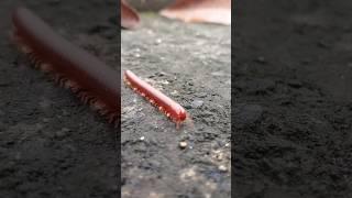 kaavaalaa#kenno #millipede #trending #animals #youtube #viral #yt #yt7777 #trending sort