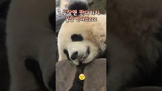 숙면 취하는 판다. 잠은 이렇게 자야지 #두장옌 #판다 #판다기지