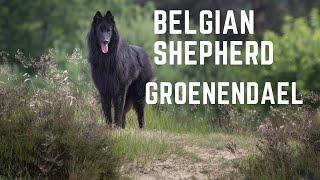 Belgian Shepherd dog, The Belgian Groenendael temperament