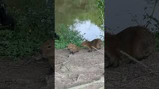 Baby Capybara Chirps To Summon Its Friends