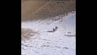 cow enjoying slide #cow # slide #enjoy #happiness