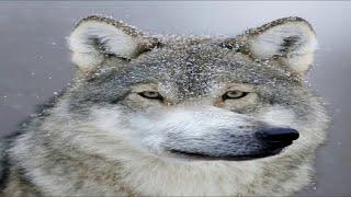 Пугорейдики Больмуму Painmoomoo YourBunnyWrote #Wow #SirusX1 #Soulseeker