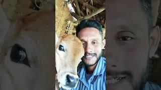 Nirmal #nirmala #shortvideo #video #viralvideo