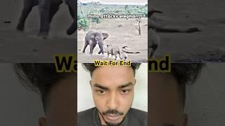 Respect pt-42 | elephant vs rhino ￼#shorts #respect #animals #wildlife