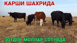 КАРШИ ШАХРИДА ЗОТДОР МОЛЛАР СОТУВДА!ОТ/КУЧКОР/БУКА НАРХЛАРИ 23 НОЯБРЬ  2021