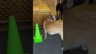 Школа бесконфликтной дрессировки ️ #doglife #dogtraining #malinois #собака