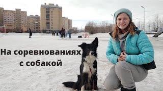 Как выступить на обидиенс? Дрессировка собак