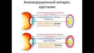 Механизм аккомодации глаза