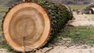 А Whiskey Barrel from an oak log DIY | How to make a Wooden Barrel with your own hands