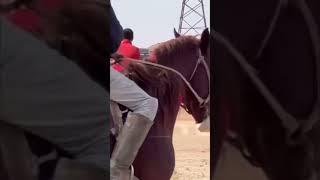 #buzkashi #kupkari #uloq #dushanbe #kokpar #tjk #uzb