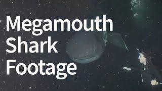 Living Megamouth Shark Filmed Swimming Near Scuba Divers Off Taiwan