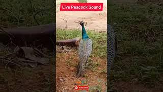 How peacock sounds? Live sound found #peacock #indfo #live #realsound