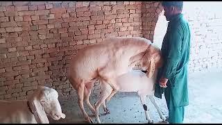 Rajanpuri Ablak Bakri Cross l Bakri Mating l Goat Point