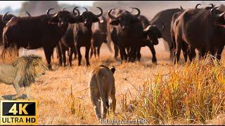 4K Wildlife of South Africa - Scenic Wildlife Film With African Music